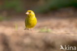 European Greenfinch (Carduelis chloris)