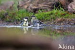 Great Tit (Parus major)