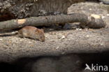 European pine vole (Microtus subterraneus)