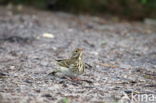 Zanglijster (Turdus philomelos)