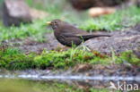 Merel (Turdus merula)