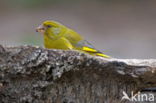 European Greenfinch (Carduelis chloris)