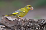 European Greenfinch (Carduelis chloris)