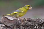 Groenling (Carduelis chloris)