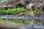 European Robin (Erithacus rubecula)