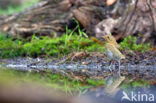 European Robin (Erithacus rubecula)