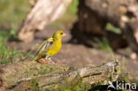 European Greenfinch (Carduelis chloris)