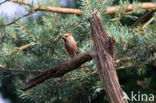 Appelvink (Coccothraustes spec.)