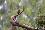 Merel (Turdus merula)