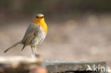European Robin (Erithacus rubecula)