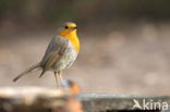 European Robin (Erithacus rubecula)