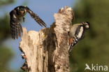 Great Spotted Woodpecker (Dendrocopos major)
