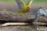European Greenfinch (Carduelis chloris)