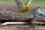 Groenling (Carduelis chloris)