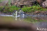 Great Tit (Parus major)