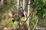 European Robin (Erithacus rubecula)