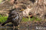 Merel (Turdus merula)