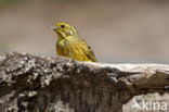 Yellowhammer (Emberiza citrinella)