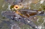 Karper (Cyprinus carpio)