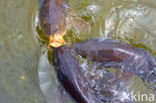 Common Carp (Cyprinus carpio)