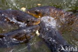 Common Carp (Cyprinus carpio)