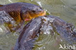 Common Carp (Cyprinus carpio)