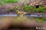 Yellowhammer (Emberiza citrinella)