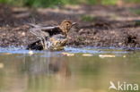 Merel (Turdus merula)