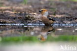 Appelvink (Coccothraustes coccothraustes)