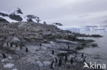 Ezelspinguin (Pygoscelis  papua)