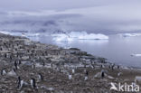 Ezelspinguin (Pygoscelis  papua)