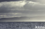 Black-browed Albatross (Thalassarche melanophrys)