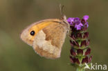 Bruin zandoogje (Maniola jurtina)