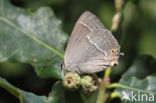 Purple Hairstreak (Neozephyrus quercus)