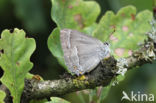 Purple Hairstreak (Neozephyrus quercus)