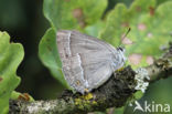 Purple Hairstreak (Neozephyrus quercus)