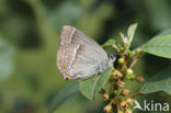 Purple Hairstreak (Neozephyrus quercus)