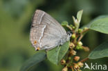 Purple Hairstreak (Neozephyrus quercus)