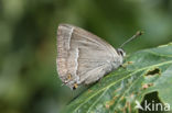 Eikenpage (Neozephyrus quercus)