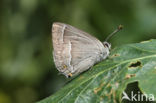 Purple Hairstreak (Neozephyrus quercus)