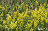 Geel walstro (Galium verum)