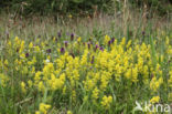 Geel walstro (Galium verum)