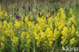 Geel walstro (Galium verum)