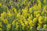 Geel walstro (Galium verum)