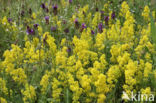 Geel walstro (Galium verum)