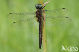 Gevlekte glanslibel (Somatochlora flavomaculata)