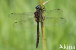 Gevlekte glanslibel (Somatochlora flavomaculata)