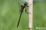 Gevlekte glanslibel (Somatochlora flavomaculata)