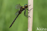 Gevlekte glanslibel (Somatochlora flavomaculata)