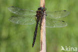 Gevlekte glanslibel (Somatochlora flavomaculata)